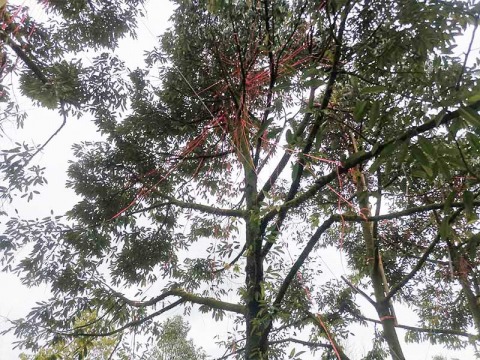 เชือกโยงทุเรียนตราเสือ ราคาถูก